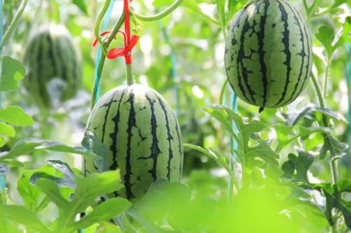 西瓜采摘水蜜桃APP有色视频.jpg